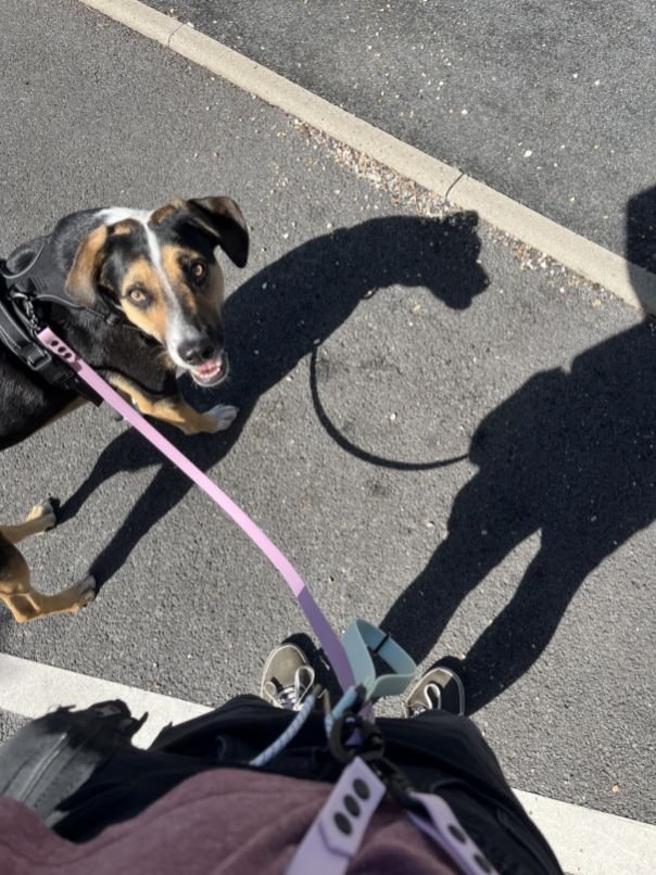 Mako Le bienfait d'une promenade de médiation