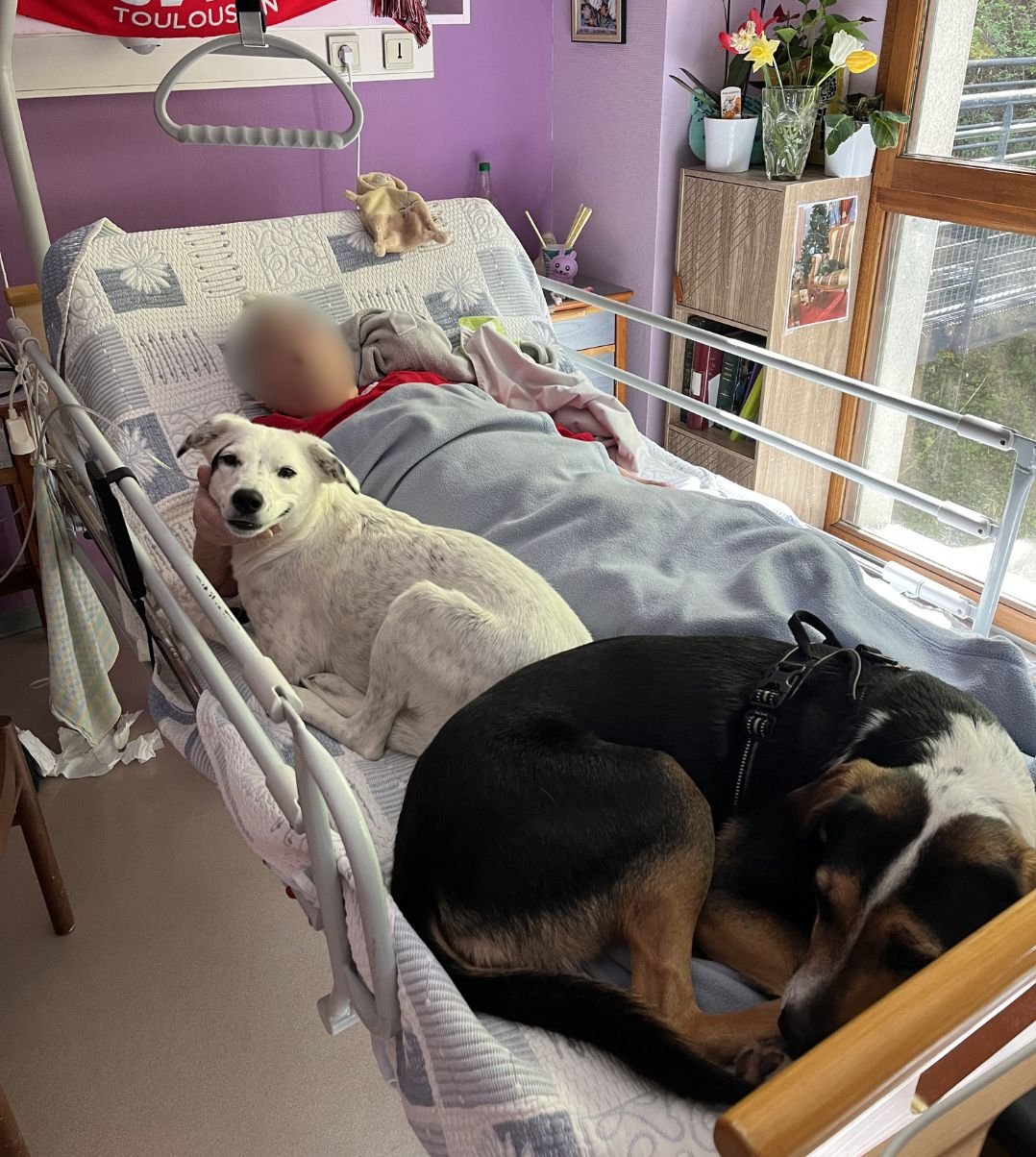 Séance individuelle Médiation animale en milieu hospitalier